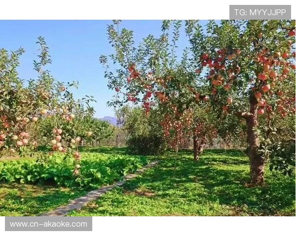 崔村镇结合速降赛推广“崔村红”苹果，带动农户增收
